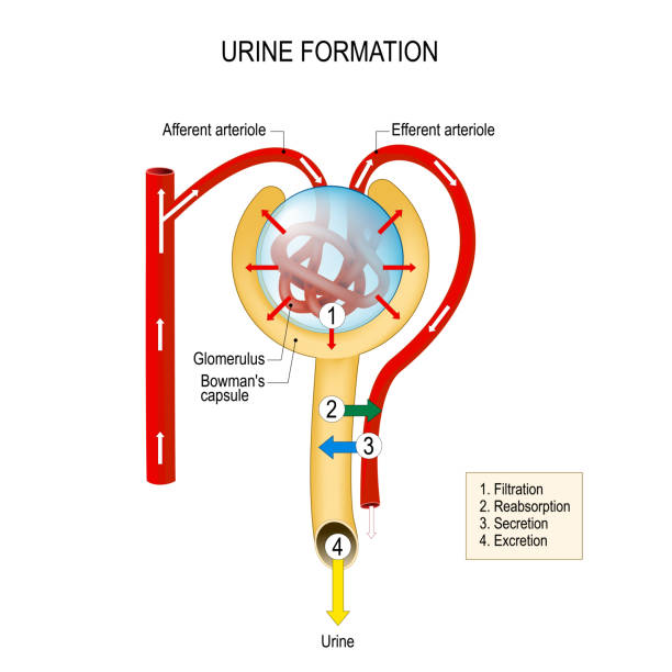 illustrazioni stock, clip art, cartoni animati e icone di tendenza di struttura di un nephron. formazione di urina - blood cell cell human cell animal cell