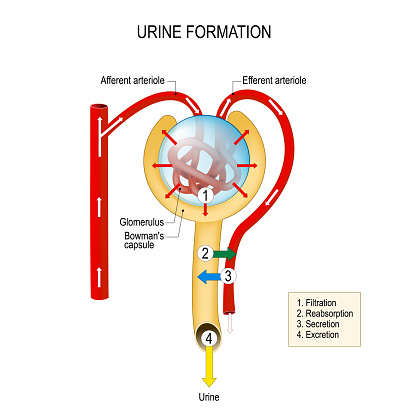 Structure Of A Nephron Urine Formation Stock Illustration - Download Image  Now - Glomerulus, Kidney - Organ, Filtration - iStock