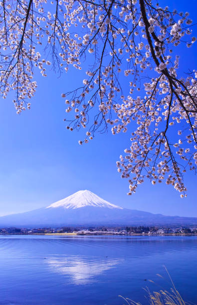 istock Cherry blossoms in full bloom and Mt. Fuji 1056641468