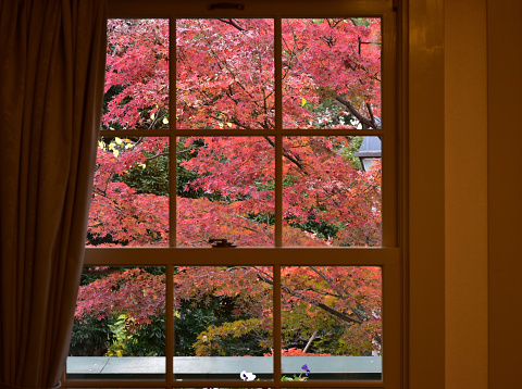 Scenery of autumn colored leaves to see from the window of the room