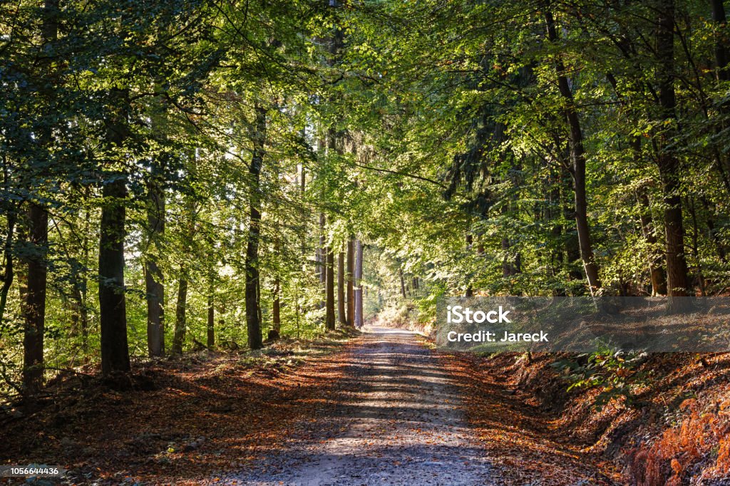 Away in the forest Forest Germany Beauty In Nature Stock Photo