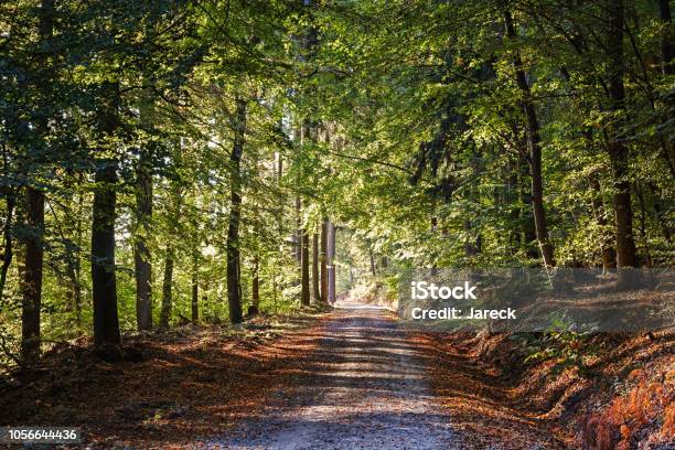 Away In The Forest Stock Photo - Download Image Now - Beauty In Nature, Environment, Fog
