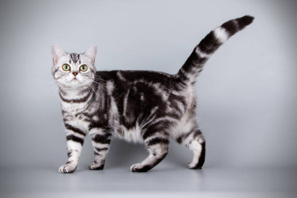 istock American shorthair cat on colored backgrounds 1056646116
