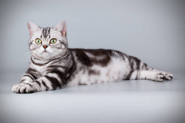 istock American shorthair cat on colored backgrounds 1056646140