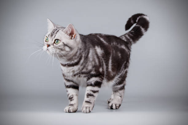 istock American shorthair cat on colored backgrounds 1056646188