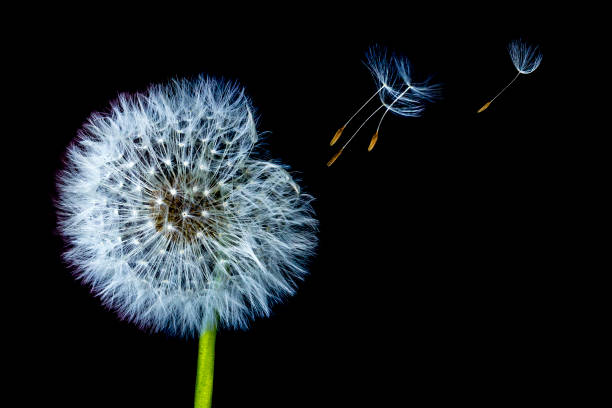 istock White bloom head Dandelion flower with flying seeds in wind isolated on black background. 1056646206
