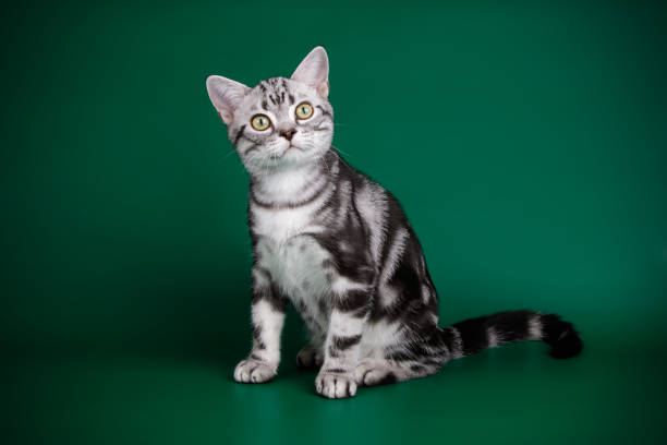 istock American shorthair cat on colored backgrounds 1056647970