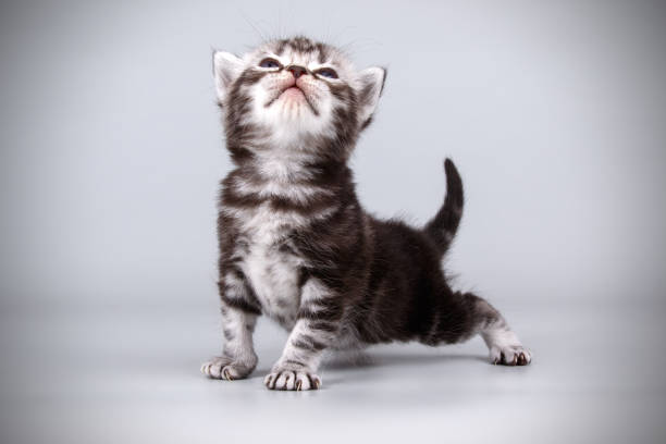istock American shorthair cat on colored backgrounds 1056649192