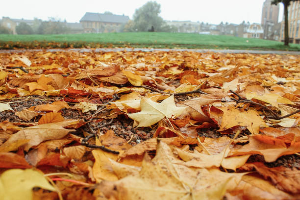 istock Autumn leaves on the ground 1056649446