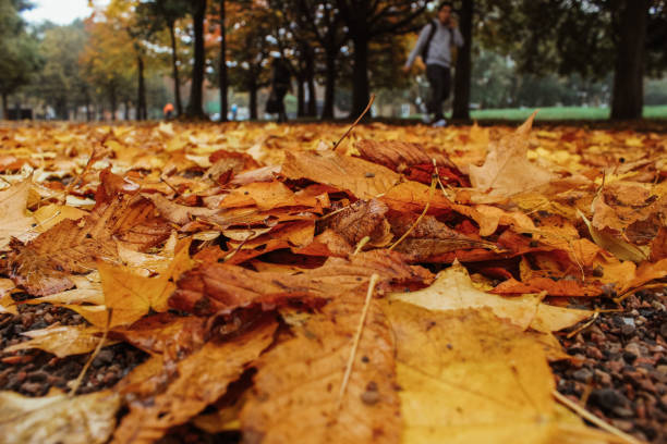 istock Autumn leaves on the ground 1056649488