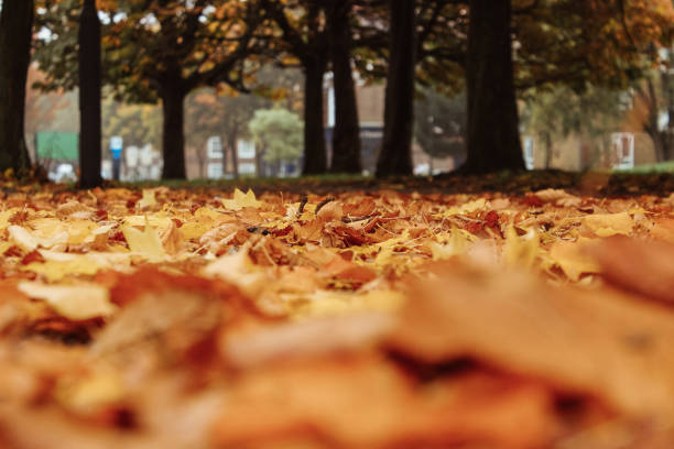 istock Autumn leaves on the ground 1056649516