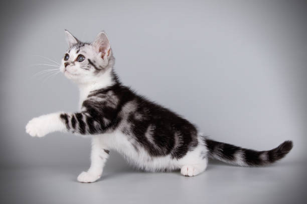 istock American shorthair cat on colored backgrounds 1056649616