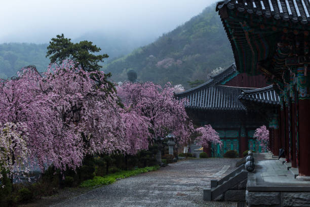 Cheonan Catholic Church Foster Cherry Blossoms