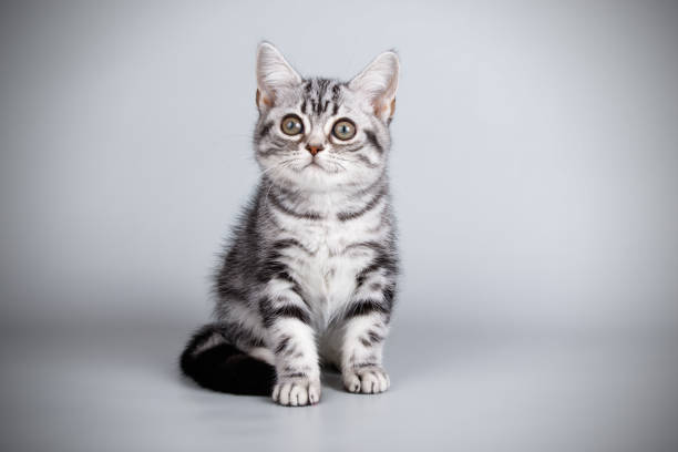 istock American shorthair cat on colored backgrounds 1056650200