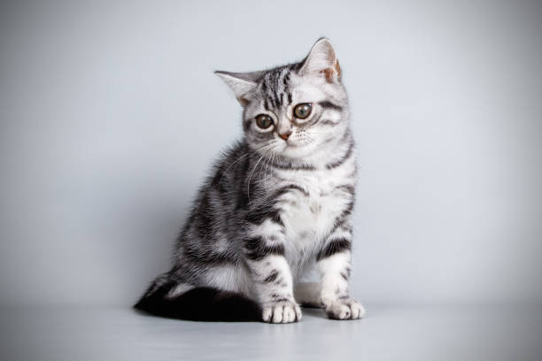 istock American shorthair cat on colored backgrounds 1056650402