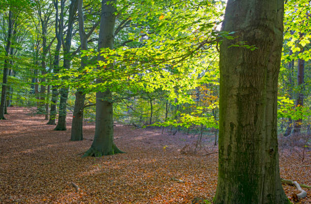 istock Forest in autumn colors in sunlight at fall 1056650574