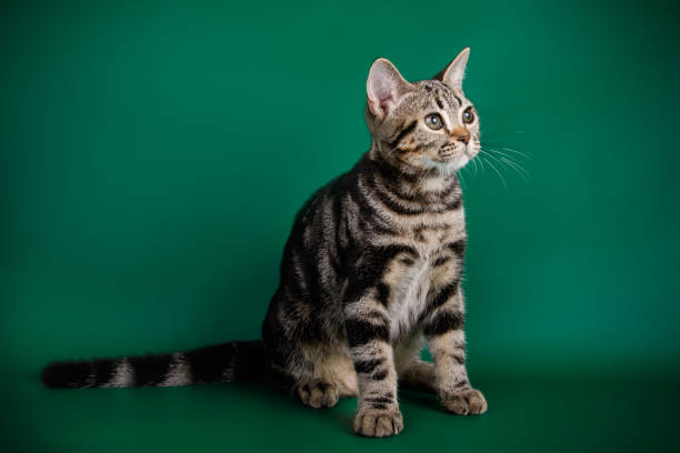istock American shorthair cat on colored backgrounds 1056650746