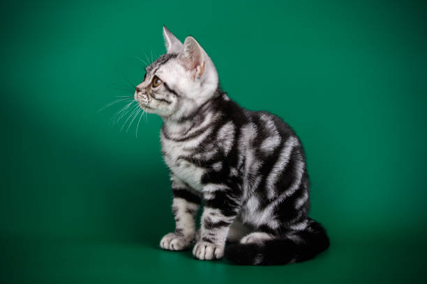 istock American shorthair cat on colored backgrounds 1056650946