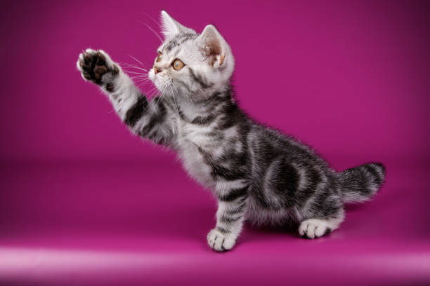 istock American shorthair cat on colored backgrounds 1056651168