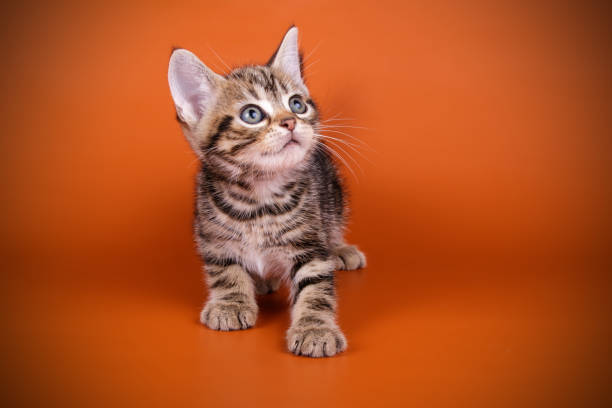 istock American shorthair cat on colored backgrounds 1056651452