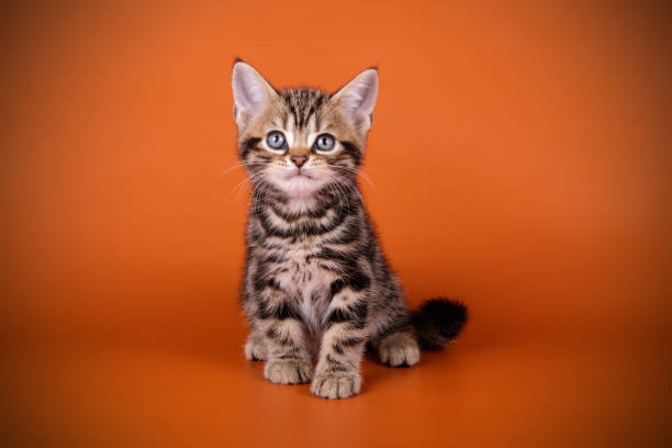 istock American shorthair cat on colored backgrounds 1056651518