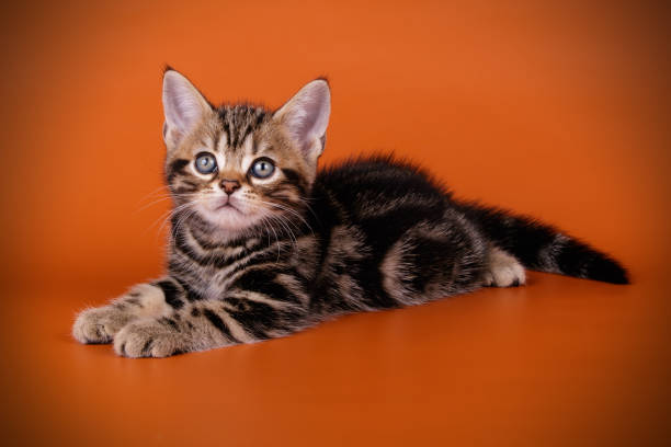 istock American shorthair cat on colored backgrounds 1056651528