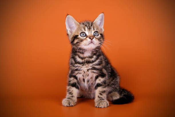 istock American shorthair cat on colored backgrounds 1056651548