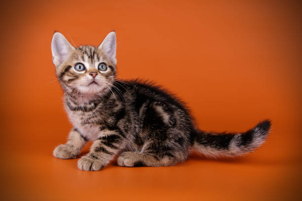 istock American shorthair cat on colored backgrounds 1056651562