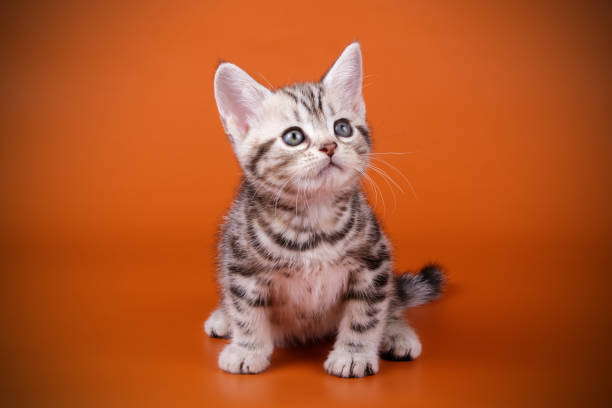 istock American shorthair cat on colored backgrounds 1056651654