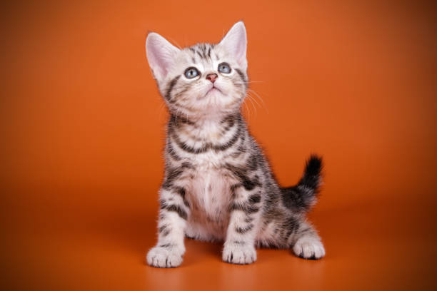 istock American shorthair cat on colored backgrounds 1056651674
