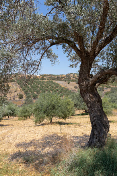 istock Olive trees in summer on Crete, Greece 1056651732