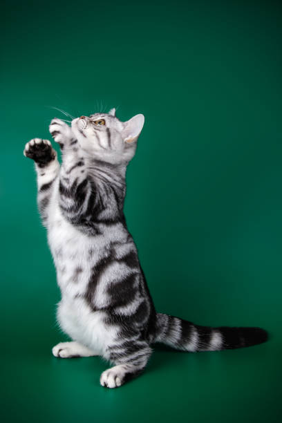 istock American shorthair cat on colored backgrounds 1056651752