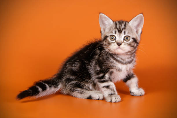 istock American shorthair cat on colored backgrounds 1056655710