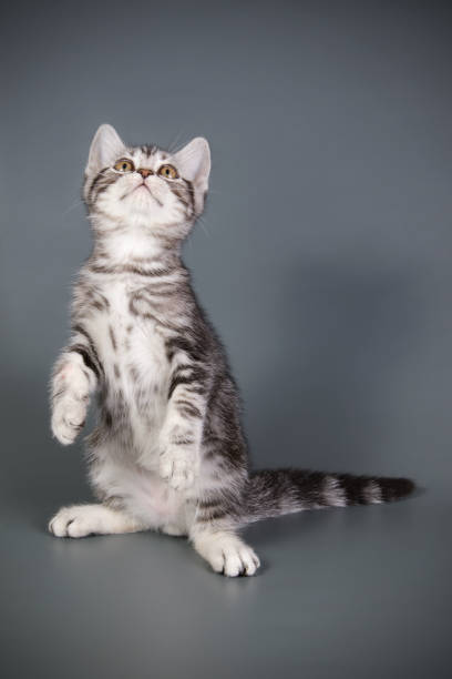 istock American shorthair cat on colored backgrounds 1056655964