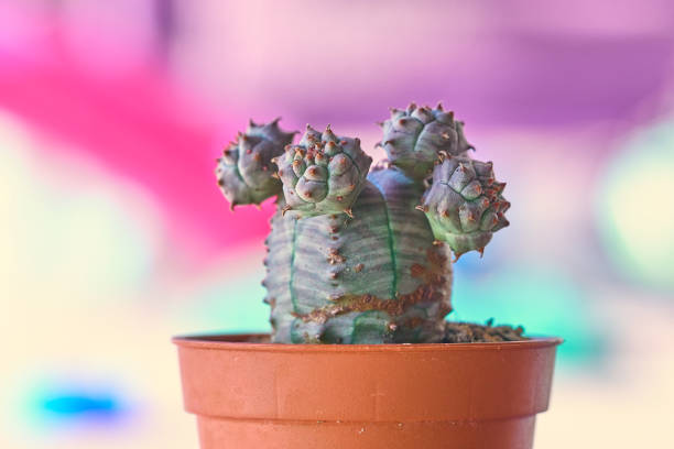 Euphorbia obesa macro shot