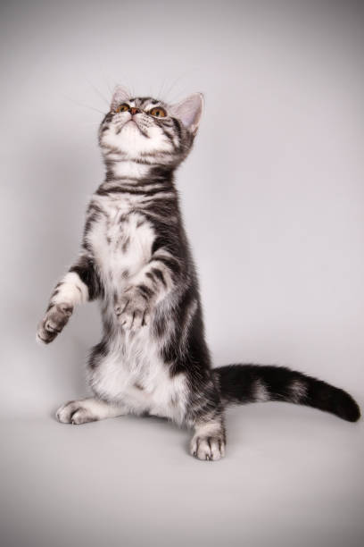 istock American shorthair cat on colored backgrounds 1056656366