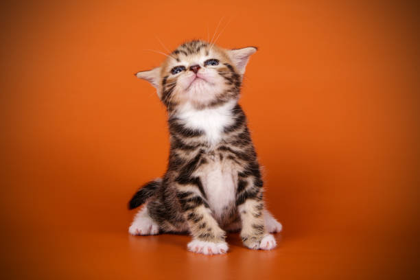 istock American shorthair cat on colored backgrounds 1056656472
