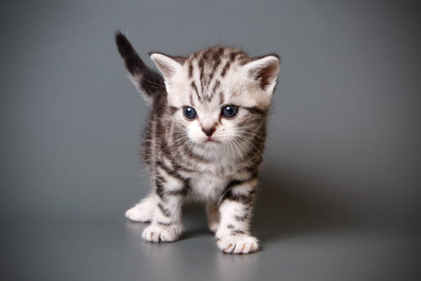 istock American shorthair cat on colored backgrounds 1056656594