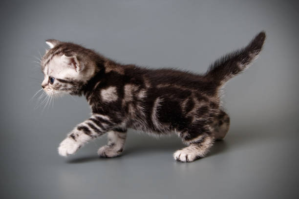 istock American shorthair cat on colored backgrounds 1056656648