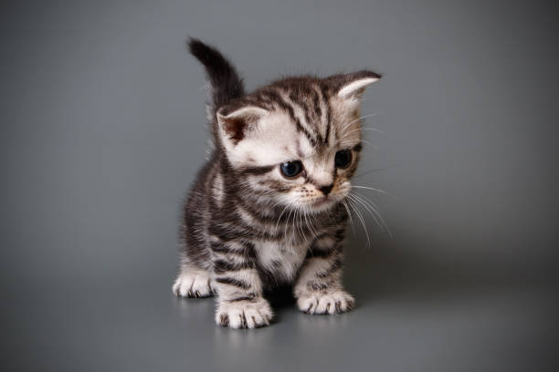 istock American shorthair cat on colored backgrounds 1056656662