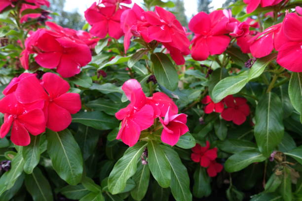 istock Blossoming crimson red Catharanthus roseus 1056657564