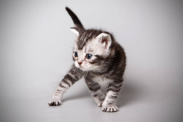 istock American shorthair cat on colored backgrounds 1056658432
