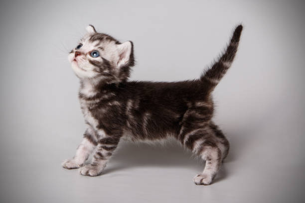 istock American shorthair cat on colored backgrounds 1056658458