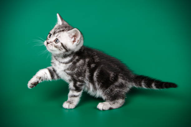 istock American shorthair cat on colored backgrounds 1056658636