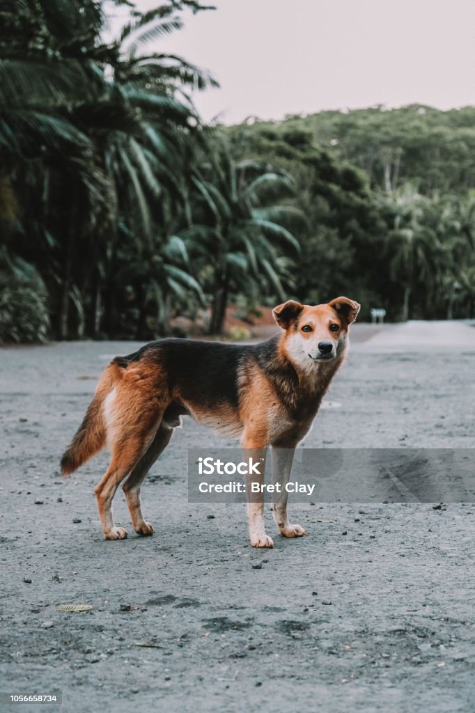 It's a Dog's Life Brown/black Stray dog near the Chamarel waterfalls, Mauritius Abandoned Stock Photo