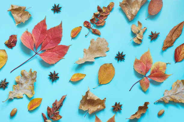 istock Fallen colorful leaves and pumpkin on punchy blue. Autumn composition as pattern. Top view. 1056658740