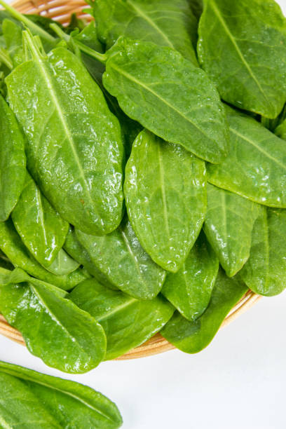 istock The leaves of greens, sorrel and spinach. Selective focus. 1056659438