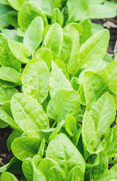 istock The leaves of greens, sorrel and spinach. Selective focus. 1056659518
