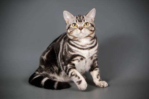 istock American shorthair cat on colored backgrounds 1056660524