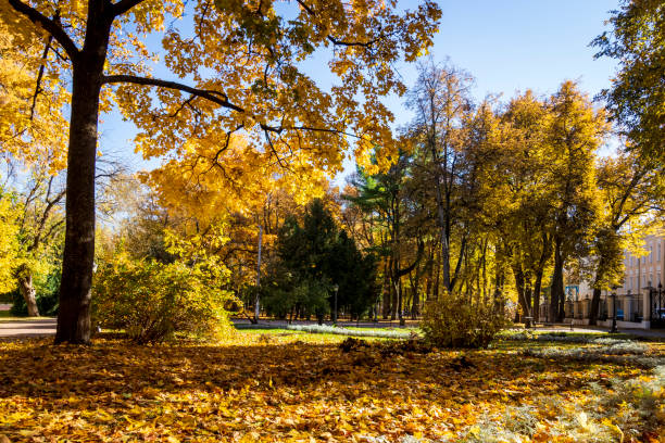 istock Leaf fall in the park in autumn with maples. 1056661158